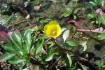 Kleine waterteunisbloem (Ludwigia peploides) (Foto: Eugene Zelenko, Wikimedia Commons, 2008)