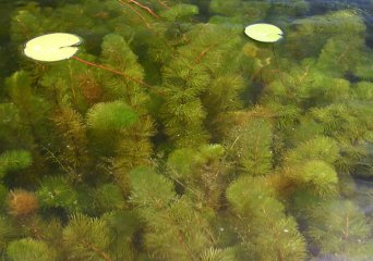 Een haard van ongelijkbladig vederkruid (Myriophyllum heterophyllum) (Foto: Leslie J. Mehrhoff, Wikimedia Commons, 1980)