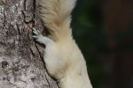 Thaise eekhoorn (Callosciurus finlaysonii) met een witte vachtkleur (Foto: Jan Ebr, Wikimedia Commons, 2022)