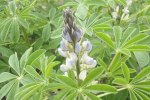 Witte Lupine - hoofdstengel in bloei