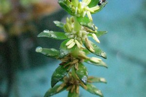 : Ongelijkbladig vederkruid (Myriophyllum heterophyllum) (Foto: Leslie J. Mehrhoff, Wikimedia Commons, 2008) 