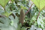 Gewone gunnera (Gunnera tinctoria) (Foto: Drew Avery, Wikimedia Commons, 2009)