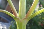 Detail stengel smalle theeplant (Gymnocoronis spilanthoides) (Foto: Edwin Dijkhuis, Verspreidingsatlas, z.j.) 