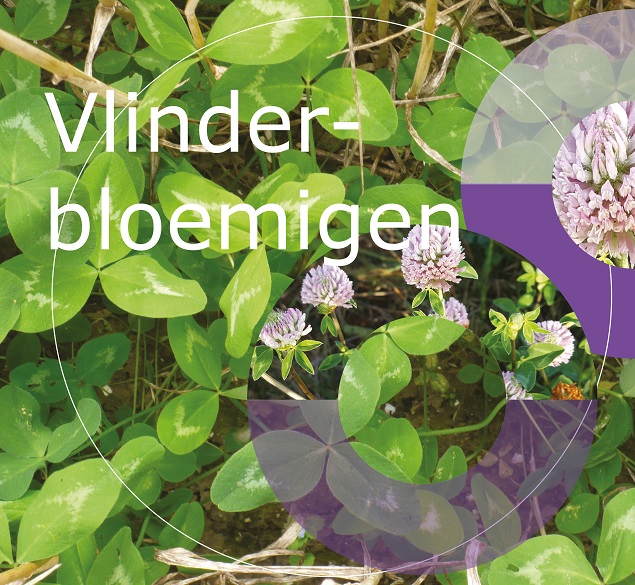 Vlinderbloemigen