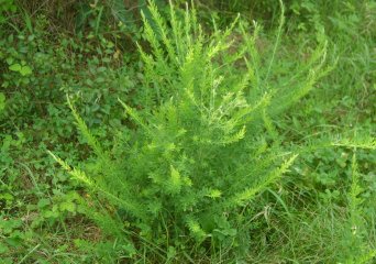 Chinese struikklaver (Lespedeza cuneata). Foto: Wikimedia Commons, Dalgial, 2008)