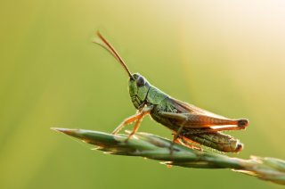 Insect Doctors