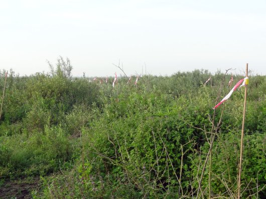 In een deelgebied komt de waterteunisbloem nu vlakdekkend voor